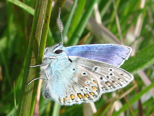 Common Blue Butterfly