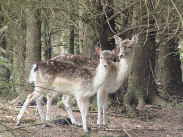 Fallow Deer