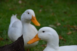 650CA3EA-48C0-49A3-A362-E44E93D38C0B